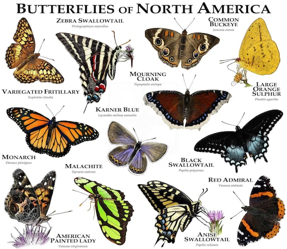 butterflies-of-north-america-poster-print-etsy