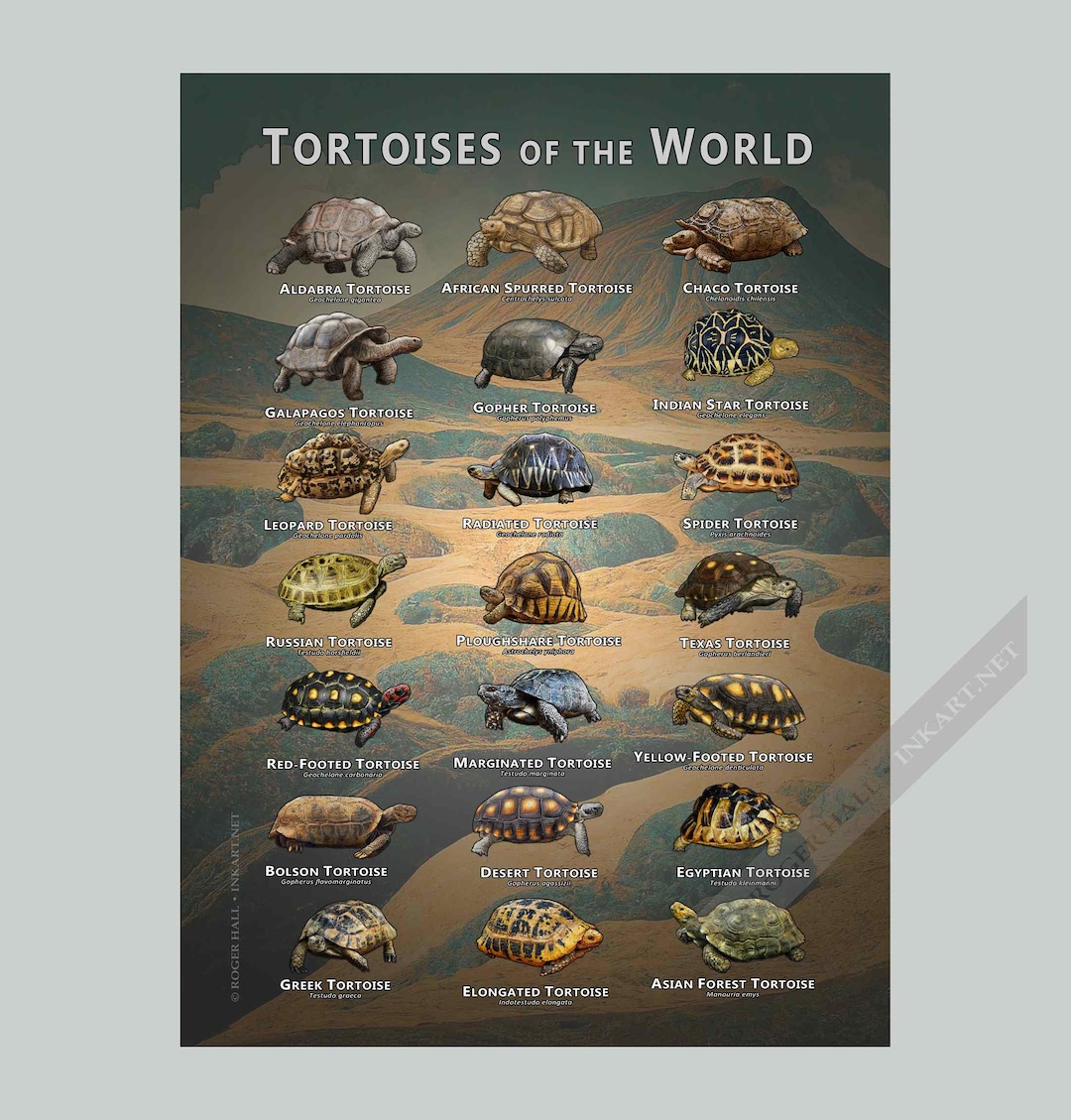 Tortoises of the World Art Print / Field Guide - SIGNED BY ARTIST