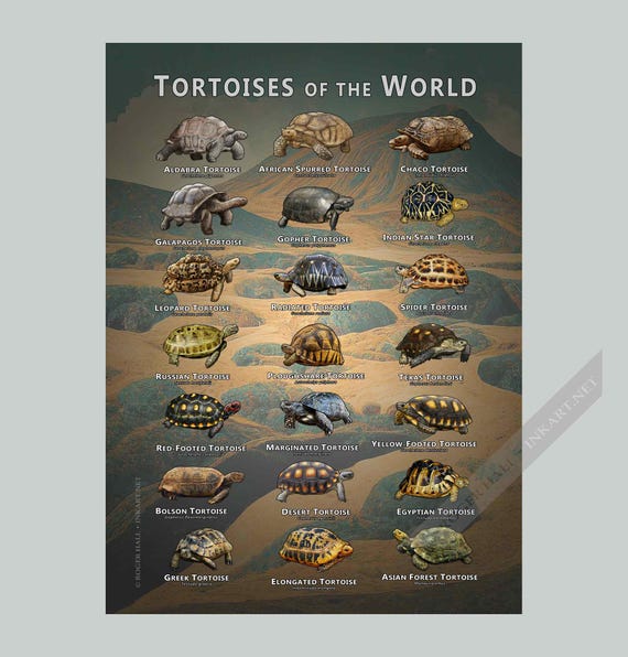 Tortoises of the World Art Print / Field Guide - SIGNED BY ARTIST