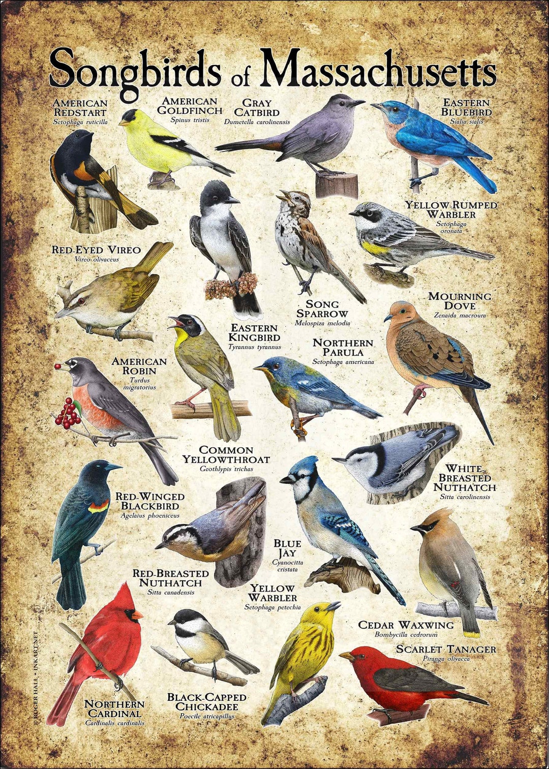 Songbirds of Massachusetts Poster Print Field Guide Etsy