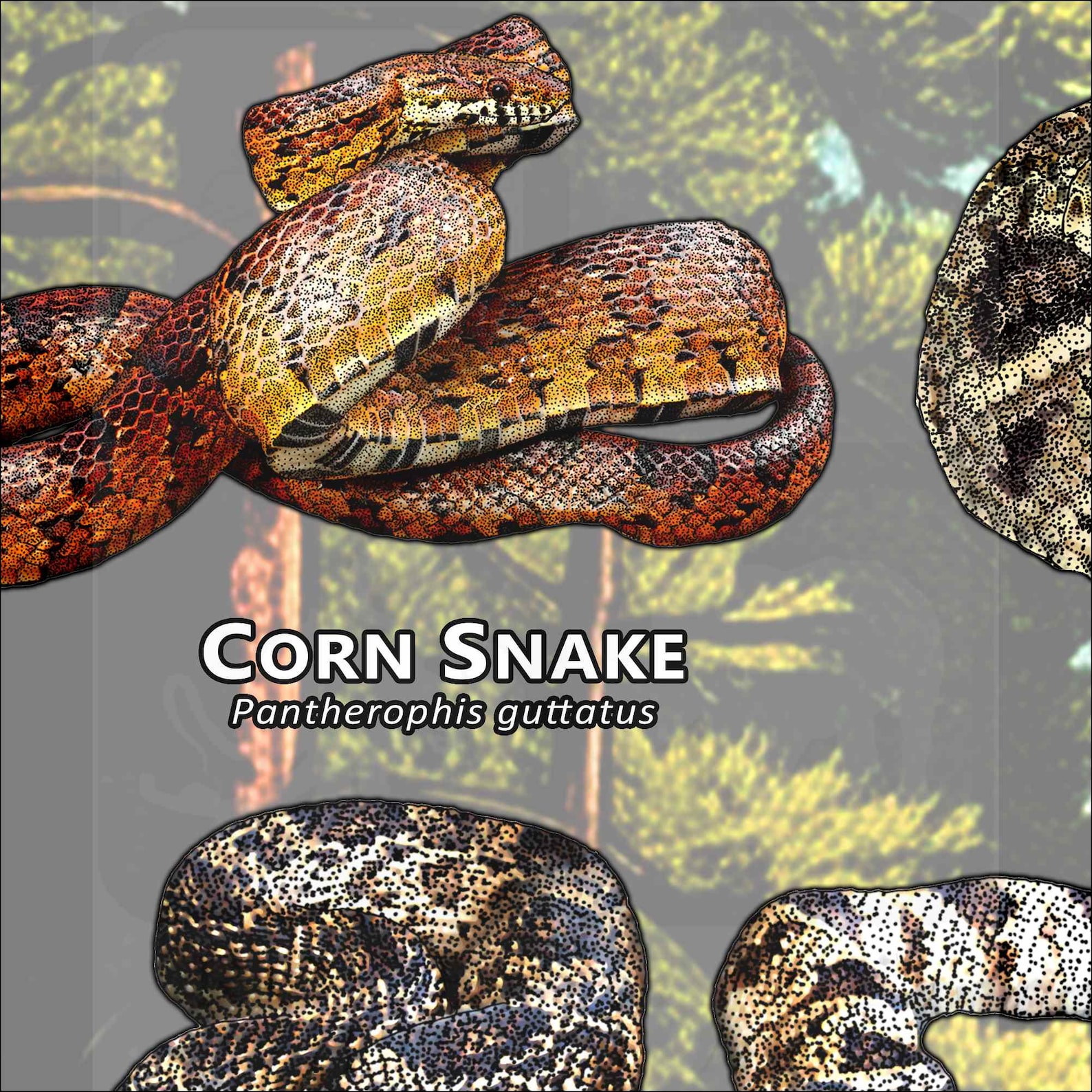 Snakes of Alabama Poster Print/field Guide - SIGNED BY ARTIST! - Etsy