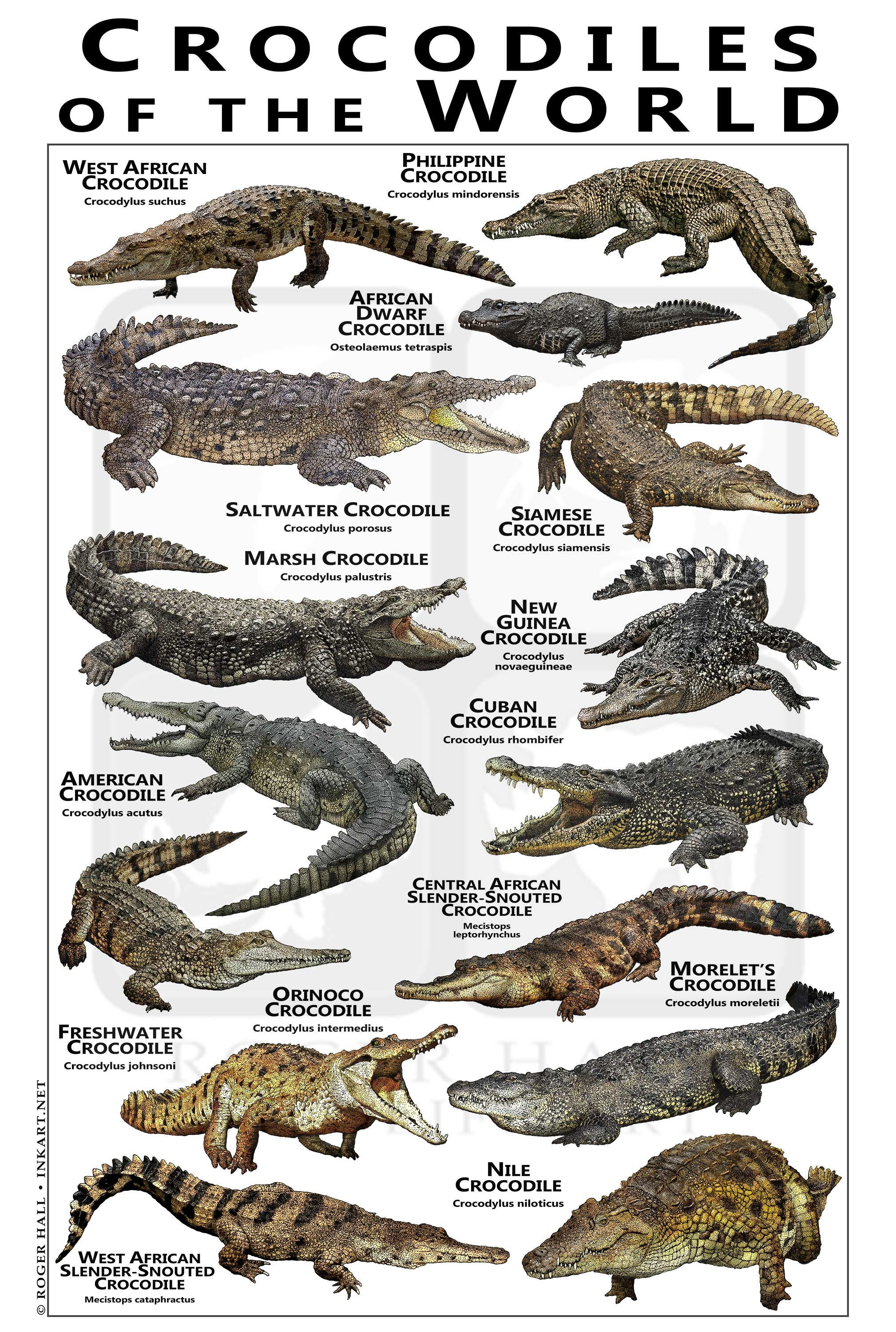 Le Crocodile Porosus