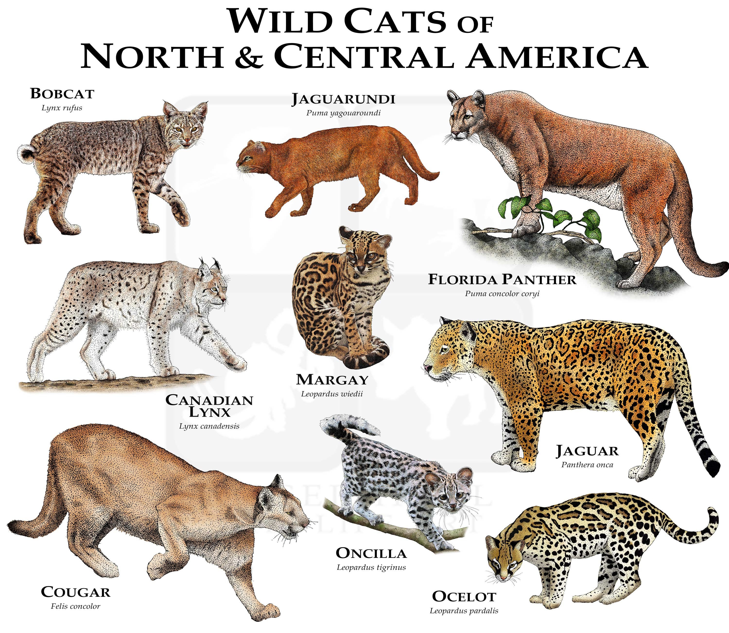 Wild Cats Of North Central America Poster Print Etsy