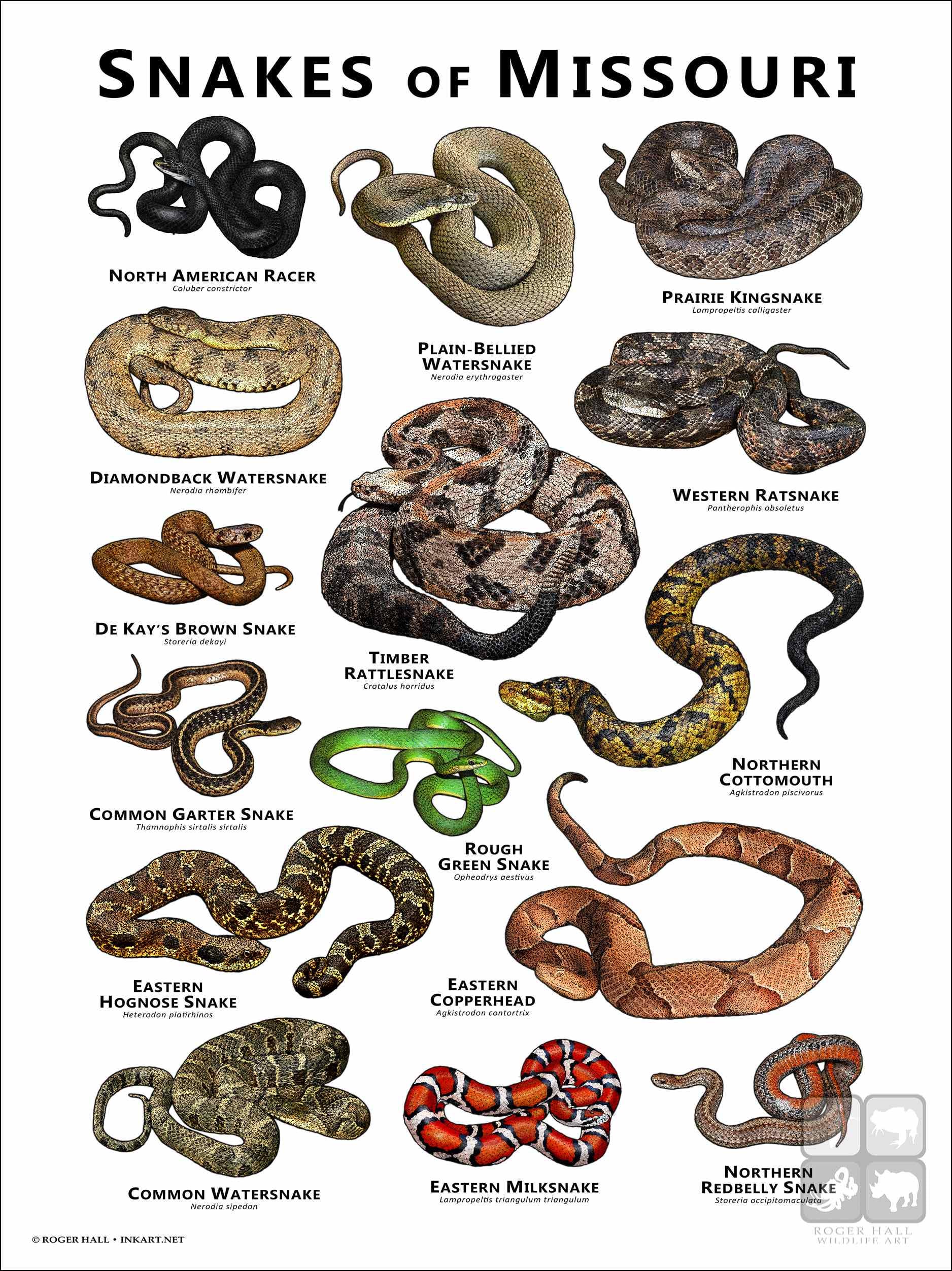 Snakes of Missouri Poster Print/field Guide - SIGNED BY ARTIST - Etsy