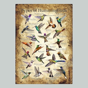 Types of Hummingbird Poster - SIGNED BY ARTIST!