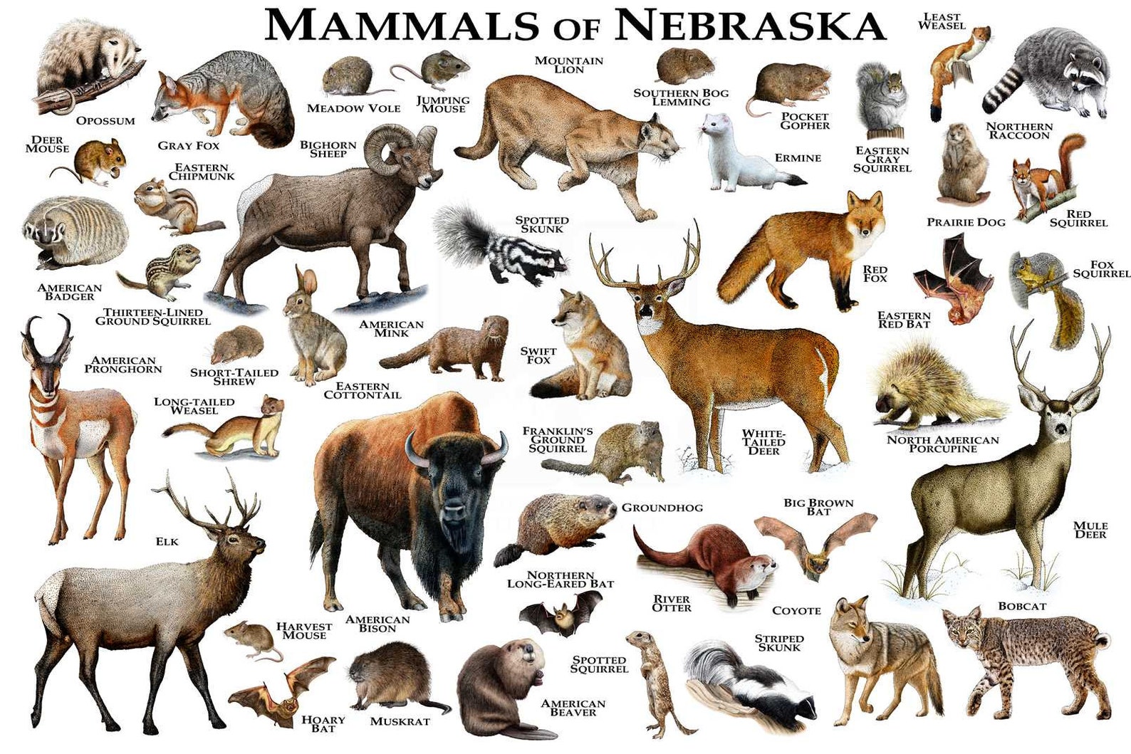 mammals-of-nebraska-poster-print-nebraska-mammals-field-etsy