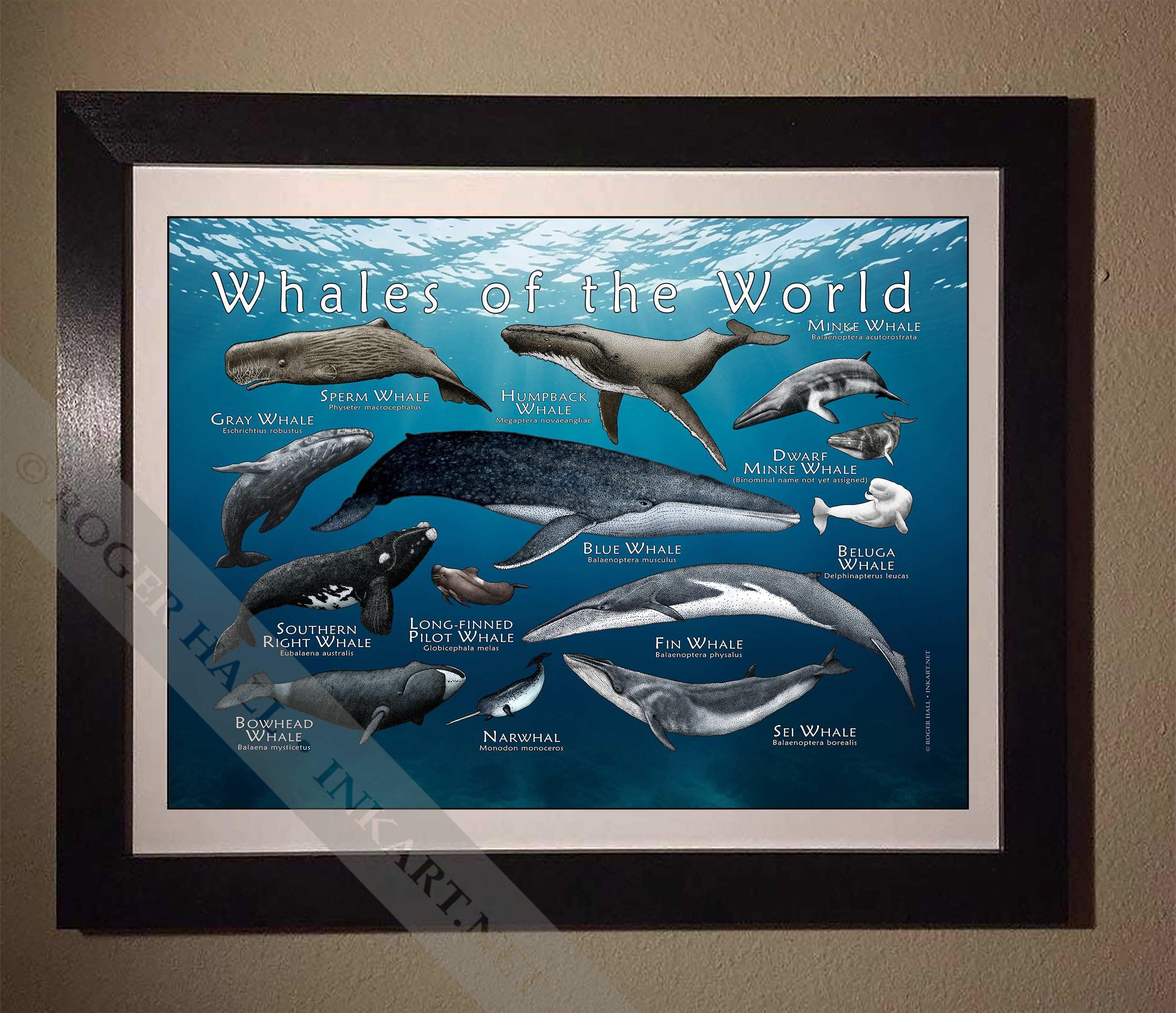 Buy Whales of the World Poster Print - SIGNED BY ARTIST! Online in