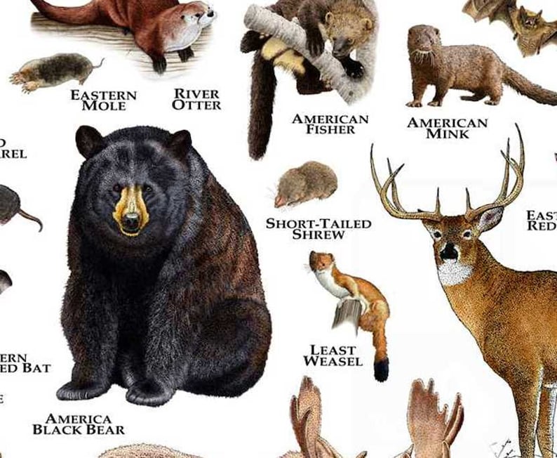 Mammals of Vermont Poster Print / Vermont Mammals Field Guide Etsy