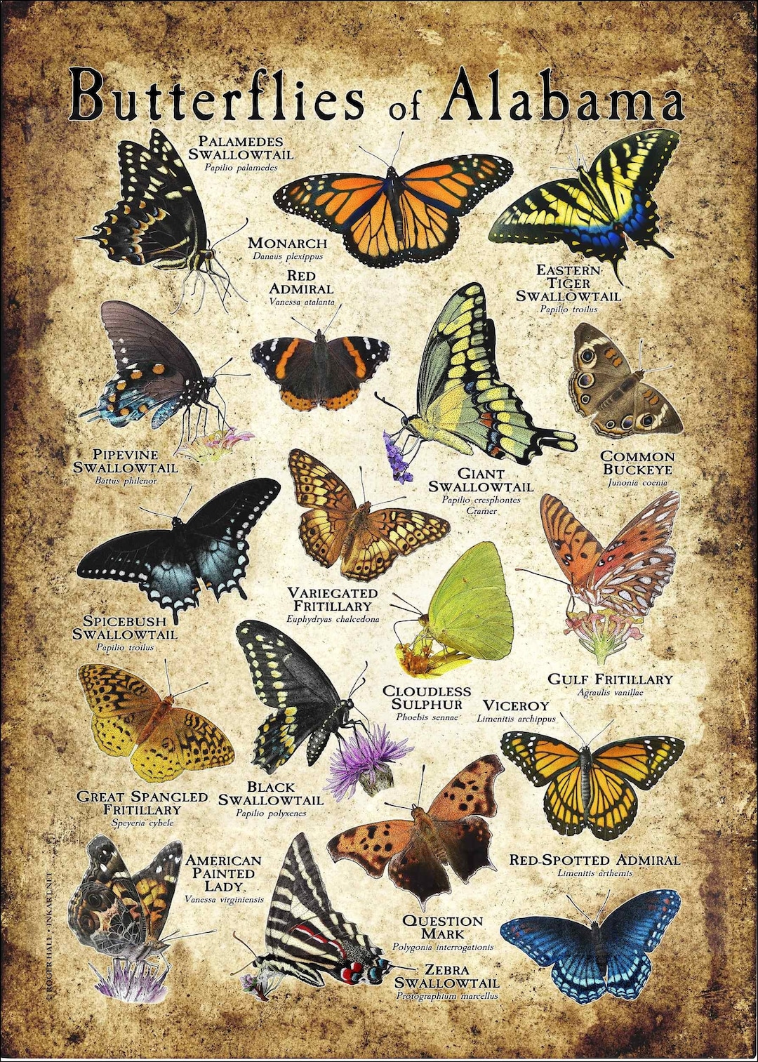 Butterflies of Alabama Poster Print Field Guide Etsy