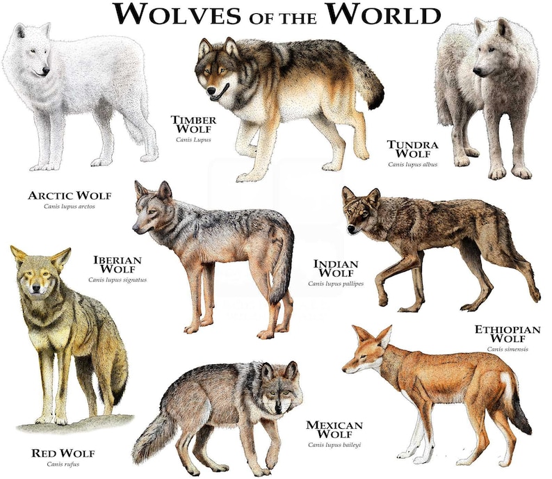 Wolves of the World Poster Print White