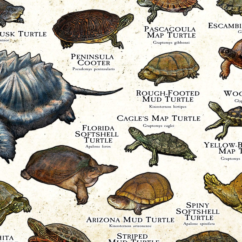 Freshwater Turtles of the United States Art Print / Field Guide image 2