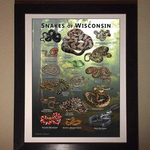 Wisconsin Snake Map Snakes of Wisconsin Poster Print/field Guide - SIGNED BY ARTIST! - Etsy