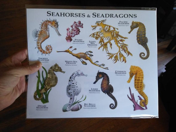 Seahorses of the World Poster Print - SIGNED BY ARTIST! - Etsy