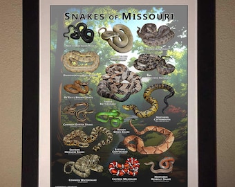 Snakes of Missouri Poster Print/field Guide - SIGNED BY ARTIST - Etsy