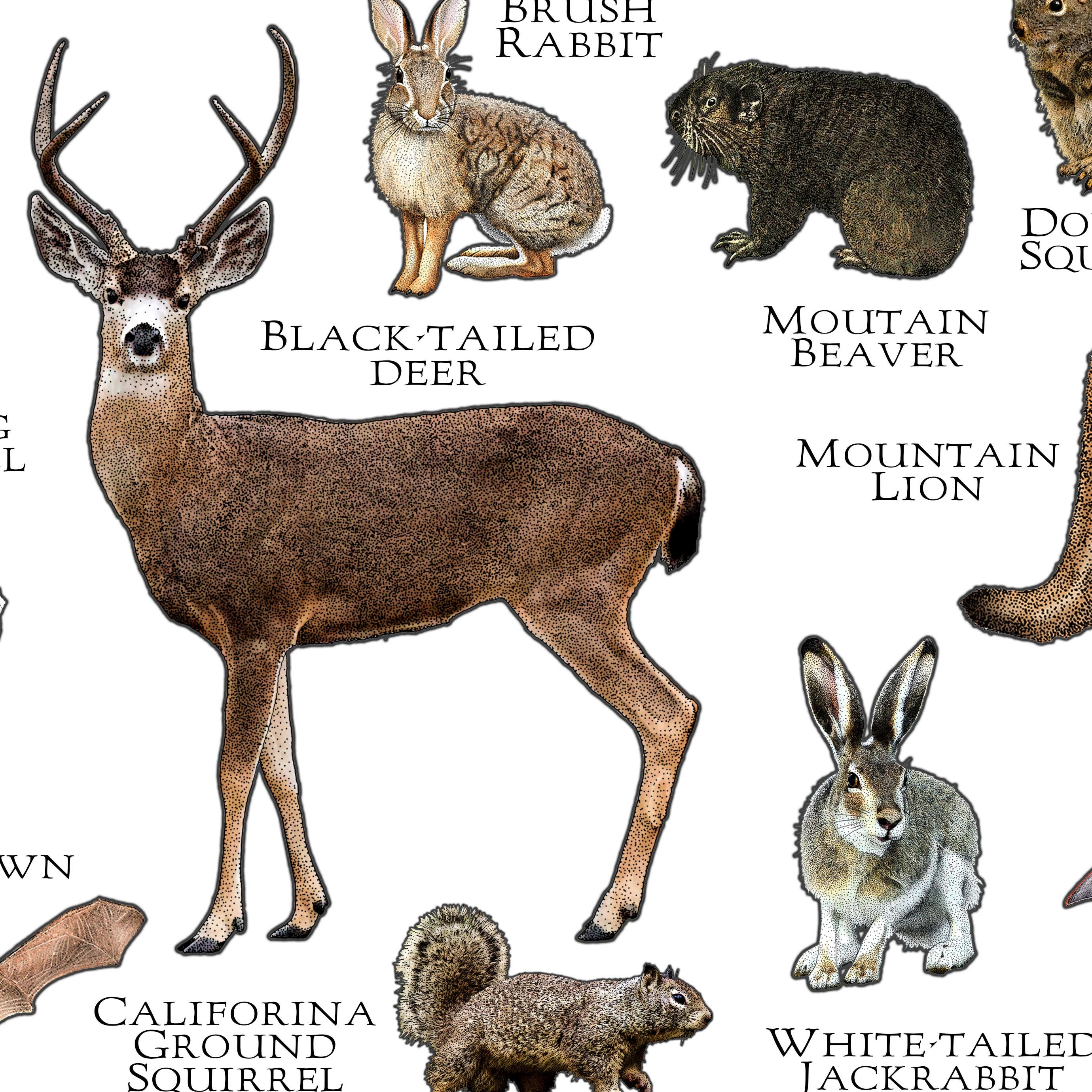 Mammals of California Poster Print / California Mammals Field - Etsy