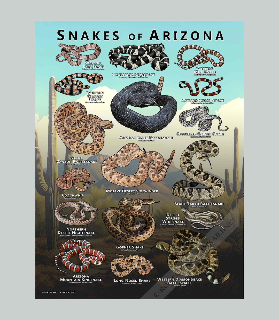 Snakes of Arizona Poster Print /field Guide - SIGNED BY ARTIST! - Etsy