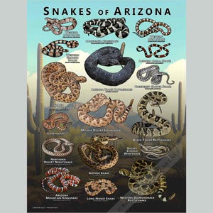 Snakes of Arizona Poster Print /field Guide - SIGNED BY ARTIST! - Etsy