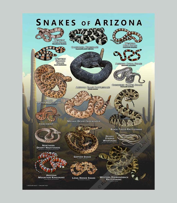 Snakes of Arizona Poster Print /field Guide - SIGNED BY ARTIST