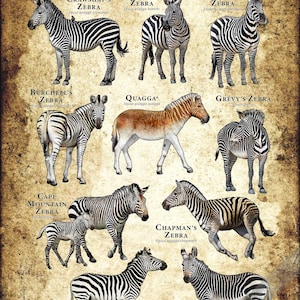 Types of Zebra Poster / Field Guide - SIGNED BY ARTIST! image 5