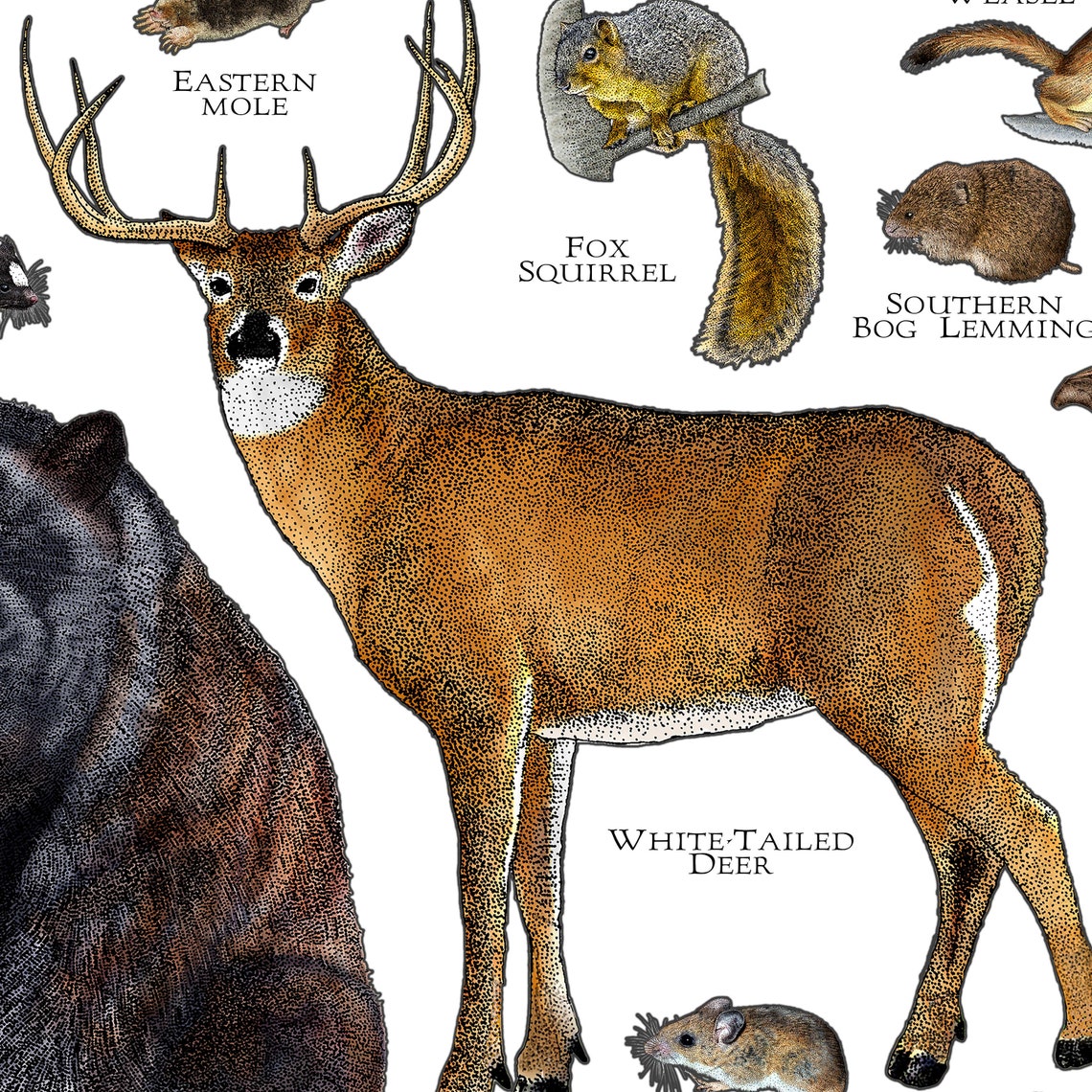 Mammals of Tennessee Poster Print / Tennessee Mammals Field Etsy