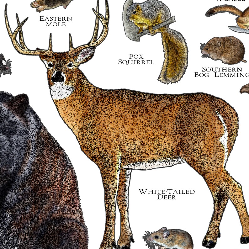 Mammals of Tennessee Poster Print / Tennessee Mammals Field Etsy
