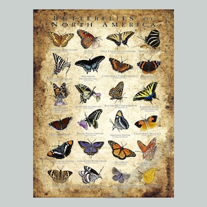 Può includere: Un poster in stile vintage con illustrazioni di varie farfalle nordamericane. Il poster presenta una varietà di specie di farfalle, ciascuna etichettata con il suo nome comune, su uno sfondo strutturato e invecchiato.
