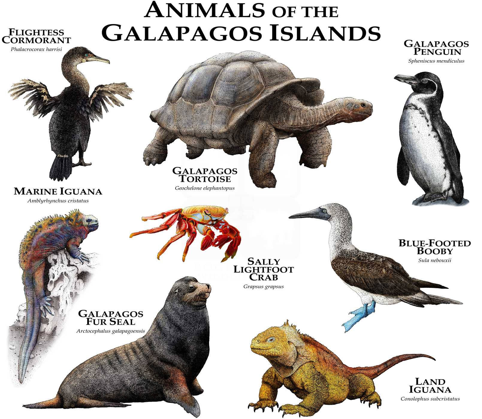Animals Of The Galapagos Islands Poster Print SIGNED BY ARTIST Etsy