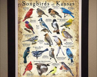 Songbirds of Kansas Poster Print/field Guide - SIGNED BY ARTIST