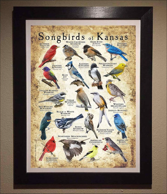 カンザスの鳴き鳥のポスタープリント/フィールドガイド - アーティスト