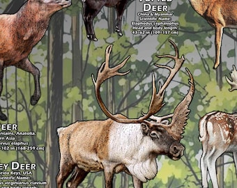世界の鹿の種のポスタープリント - アーティストのサイン入り! - Etsy 日本