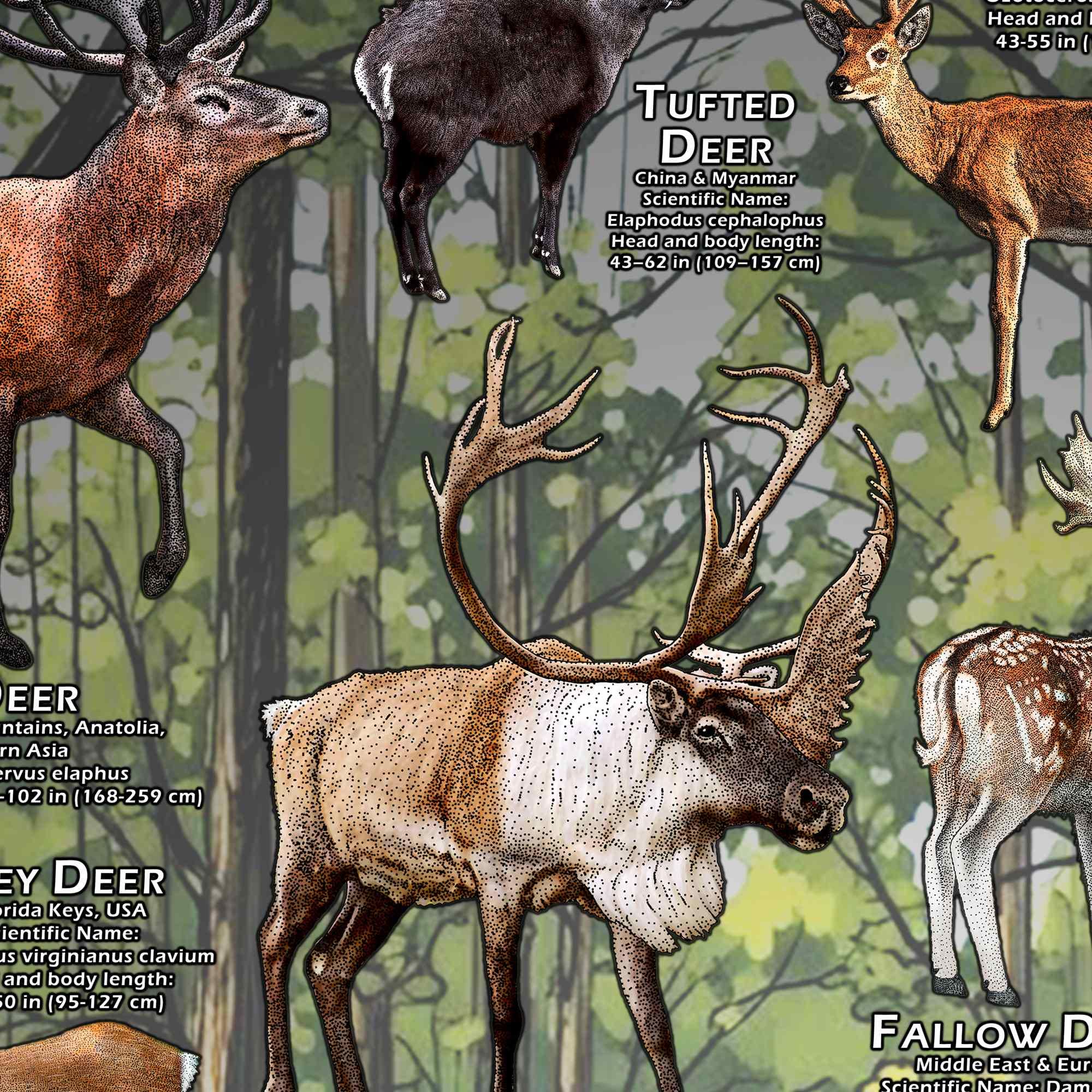 世界の鹿の種のポスタープリント - アーティストのサイン入り! - Etsy 日本