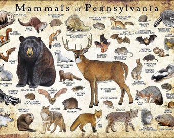 Mammals of Pennsylvania Poster Print / Pennsylvania Mammals Field Guide / Animals of Pennsylvania - SIGNED BY ARTIST!