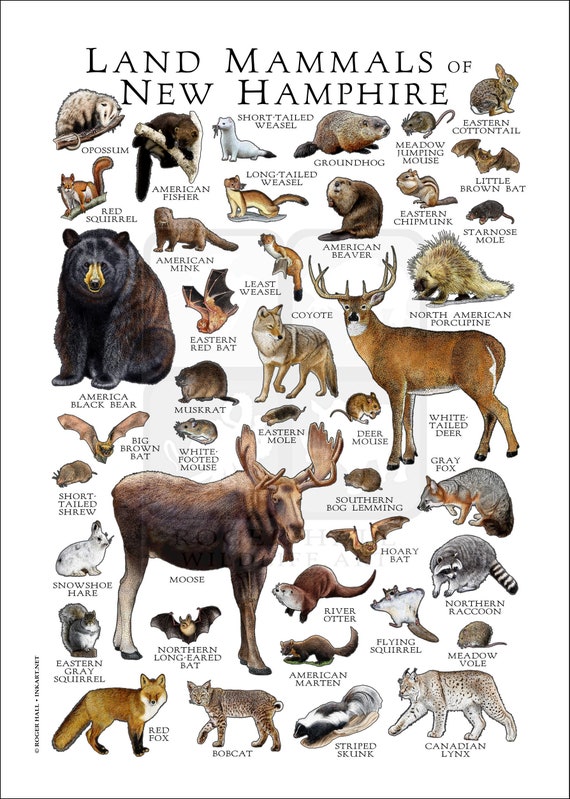 Animales De Estados Unidos 18 Amazing Animals Only Found In The United