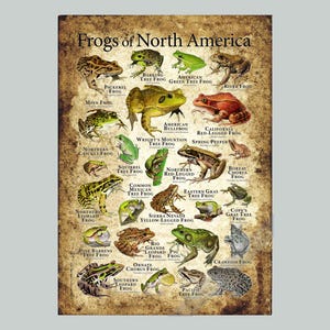 Frogs of North America Poster Print - SIGNED BY ARTIST!