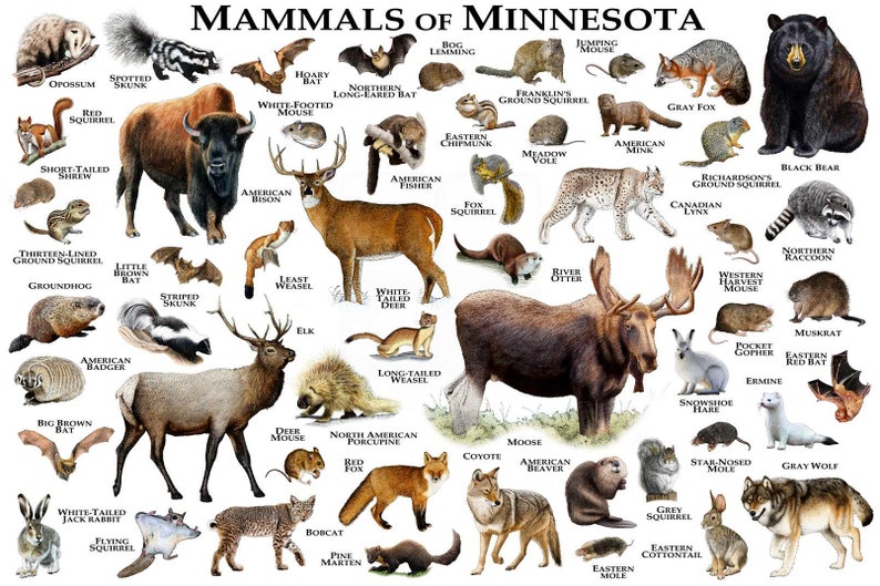 Mammals of Minnesota Poster Print / Minnesota Mammals