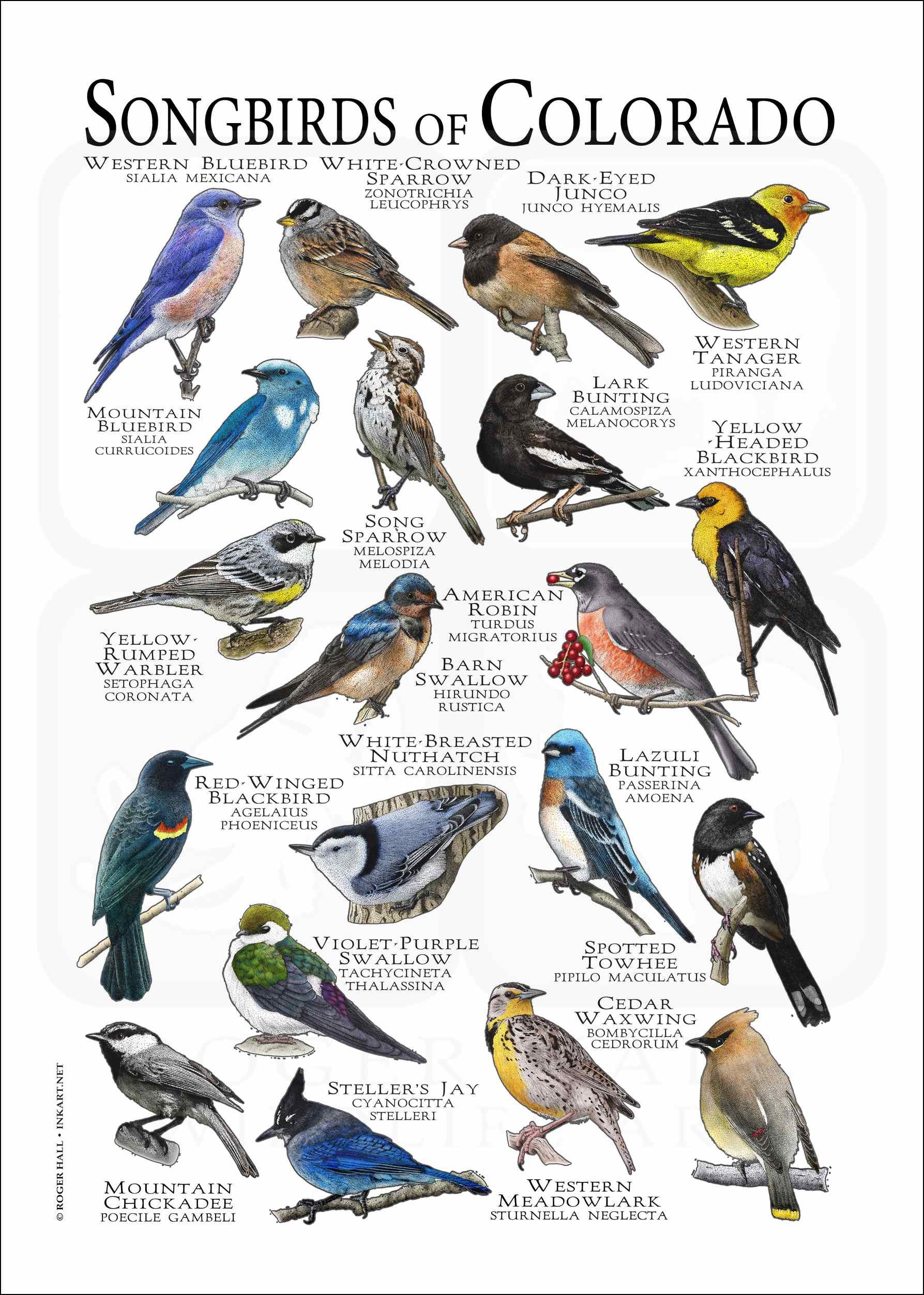 Songbirds of Colorado Poster Print/field Guide - SIGNED BY ARTIST