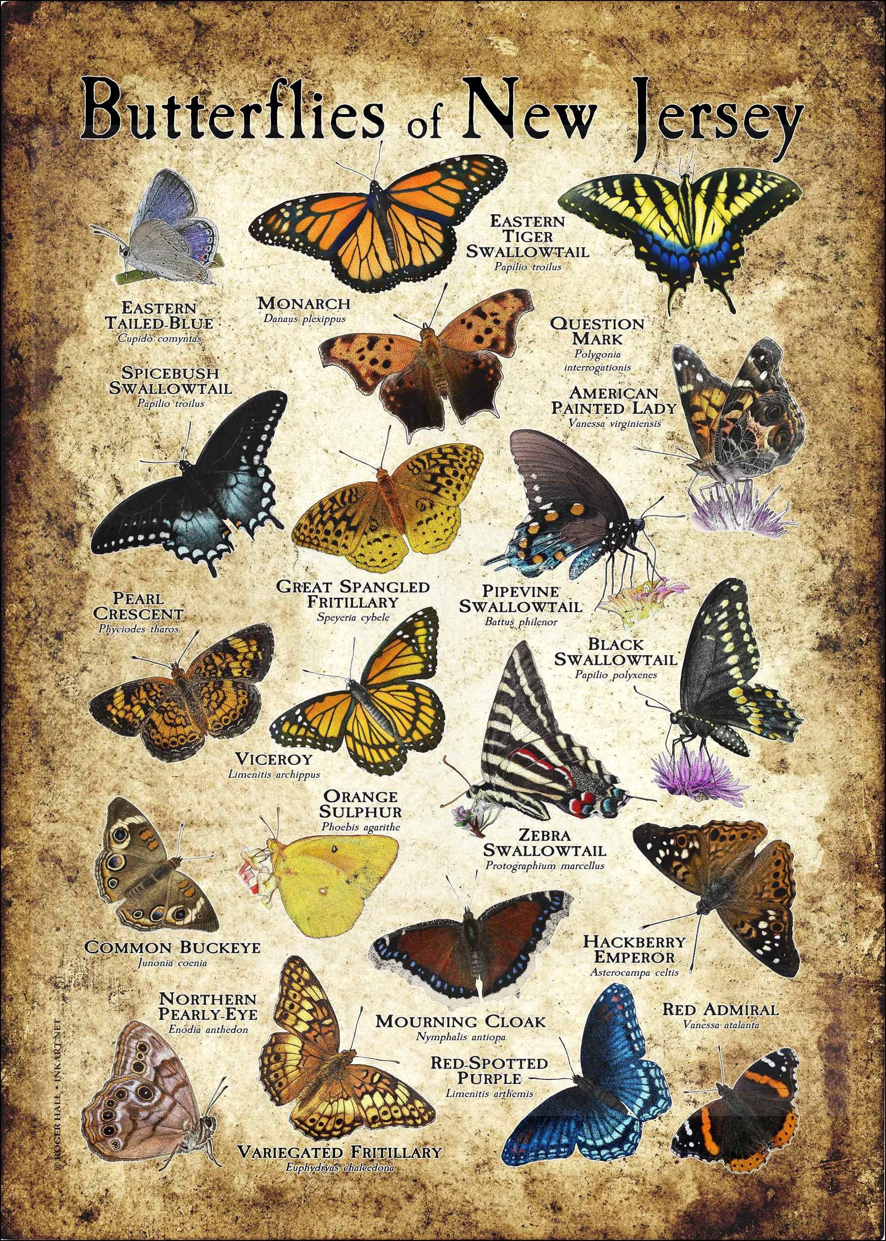 Butterflies of New Jersey Poster Print Field Guide Etsy