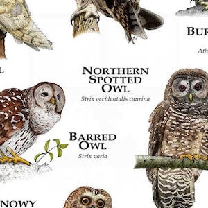 Owls of North America Poster Print image 4