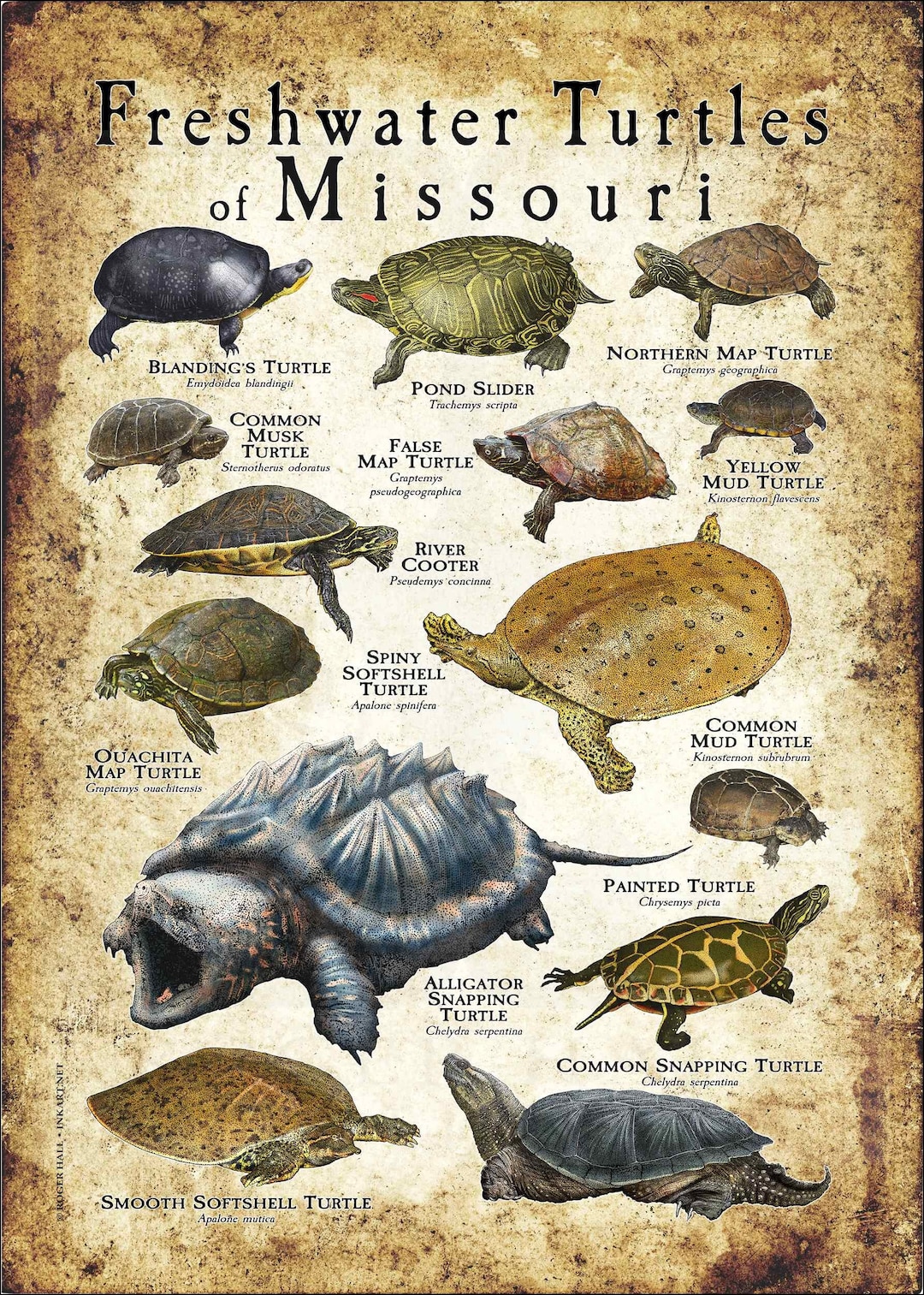 Freshwater Turtles of Missouri Poster Print Field Guide Etsy