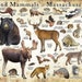 see more listings in the Mammals of United States section