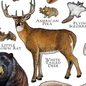 Mammals of Wyoming Poster Print / Wyoming Mammals Field Guide / Animals of Wyoming image 6