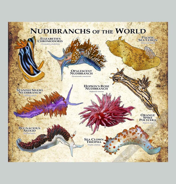 ウミウシガイドブック 洋書 美品 Nudibranchs 【公式ショッピングサイト】