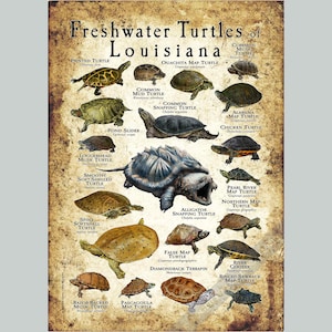Impression d'affiches/guide de terrain sur les tortues d'eau douce de la Louisiane - SIGNÉE PAR L'ARTISTE !