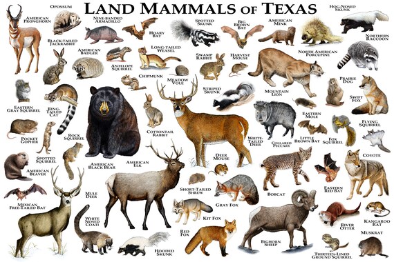 Land Mammals of Texas Poster Print / Texas Mammals Field Guide | Etsy