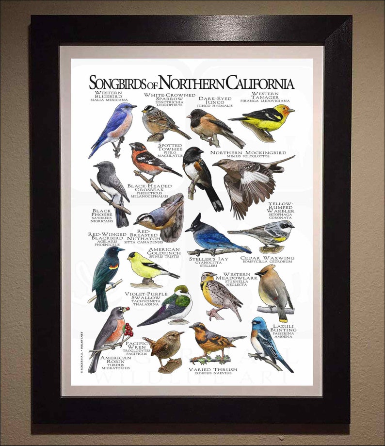 Songbirds of Northern California Poster Print Field Guide - Etsy