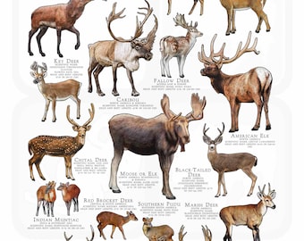 Deer Species of the World Poster Print - SIGNED BY ARTIST!