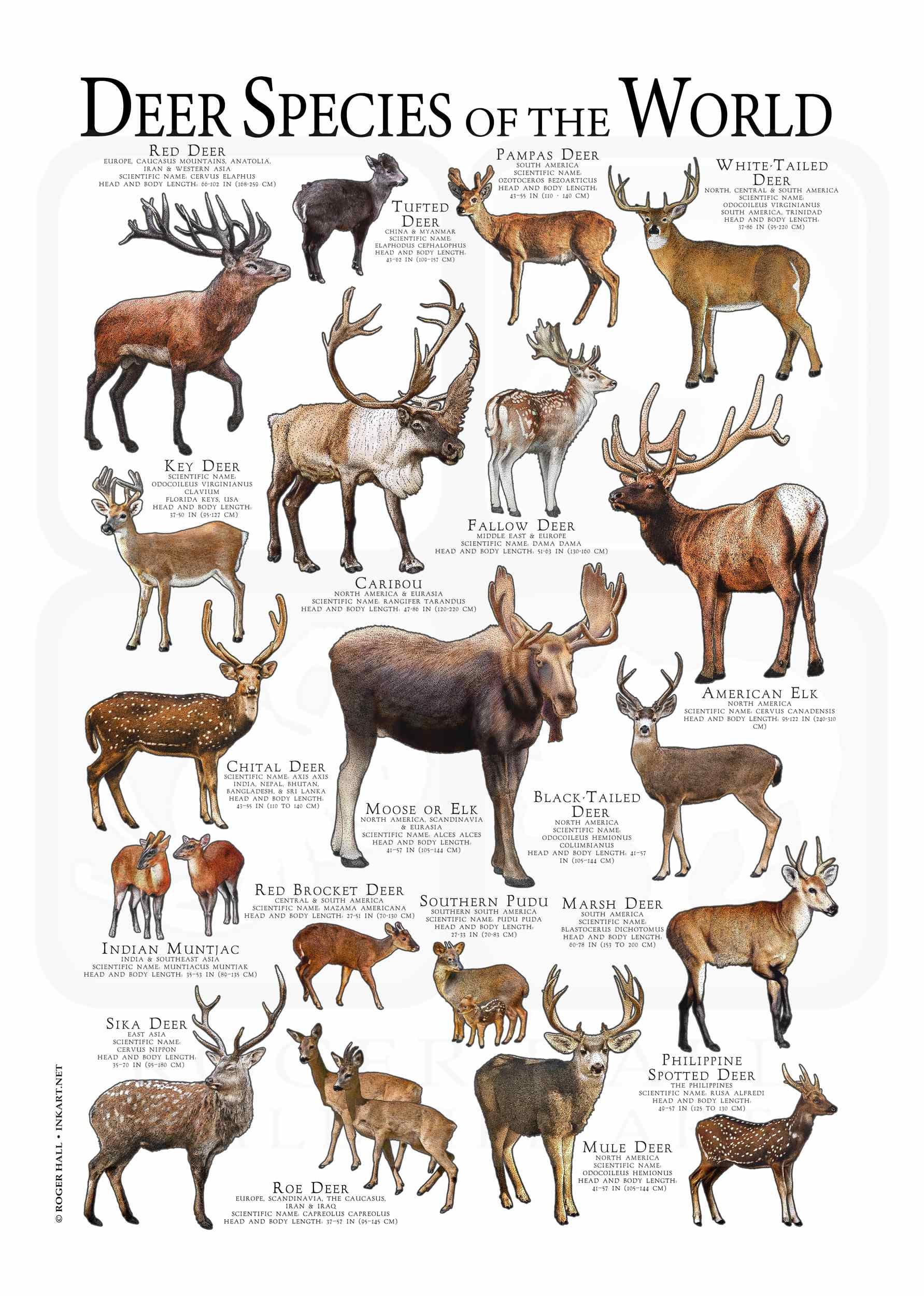 Types Of Deer types-of-deer