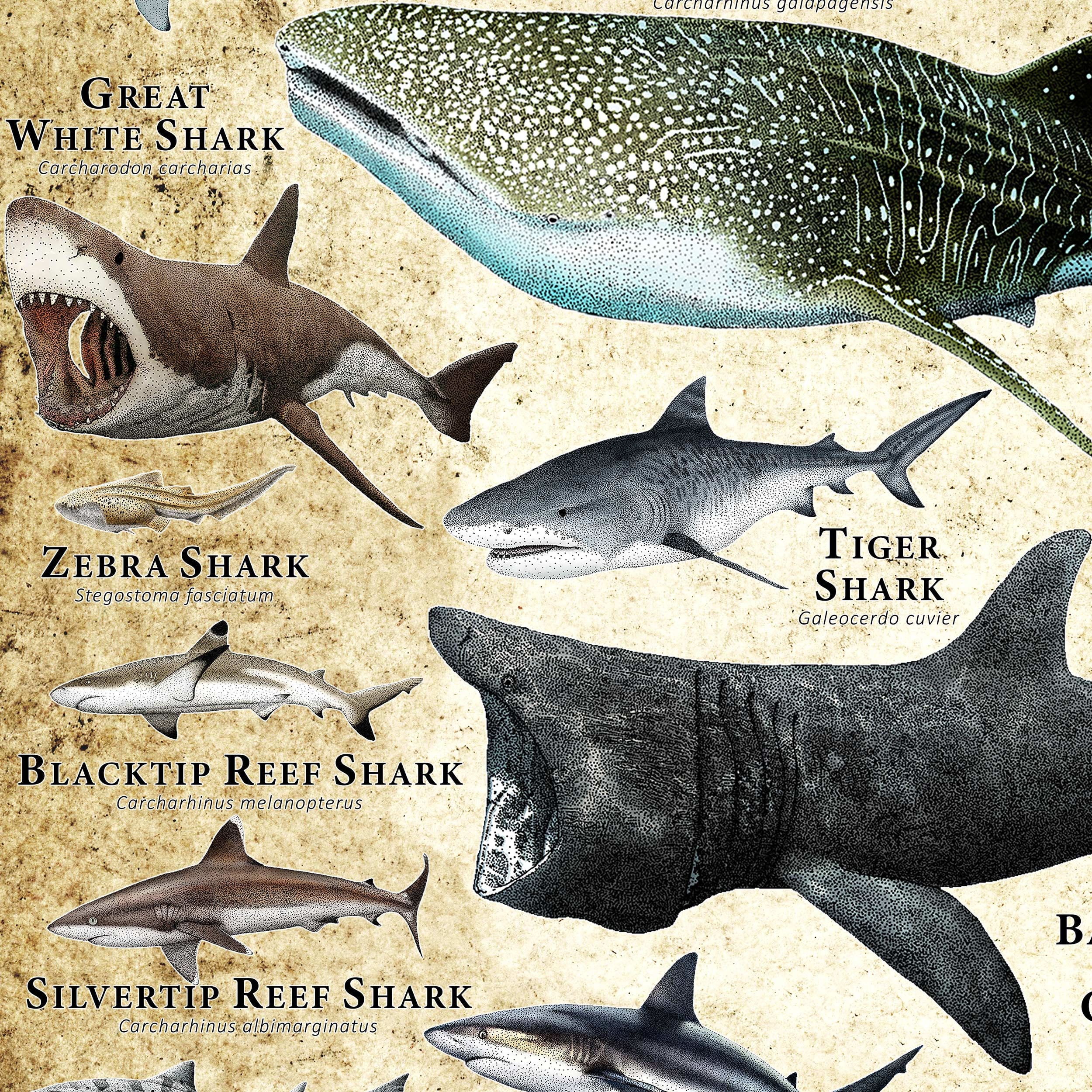 Sharks of the World Poster Print - SIGNED BY ARTIST! - Etsy