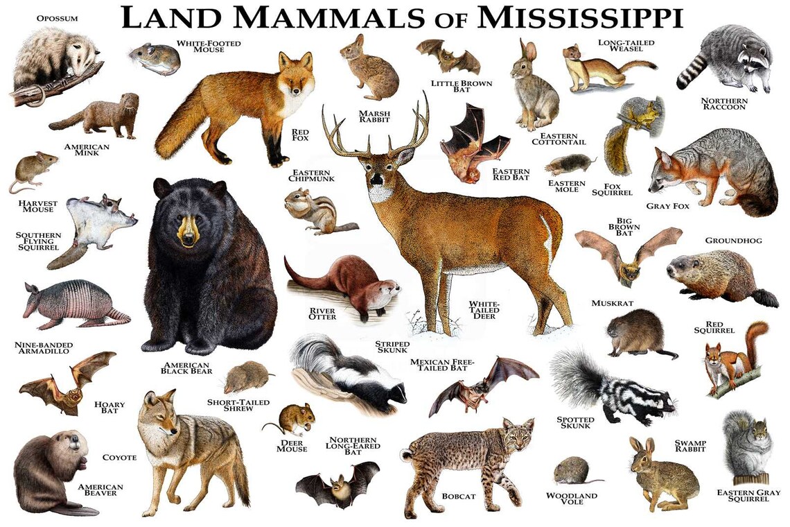 Land Mammals of Mississippi Poster Print / Mississippi Mammals Etsy