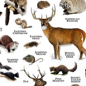 Mammals of Michigan Poster Print / Michigan Mammals Field | Etsy